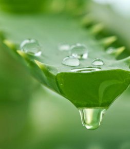 Produits/Marchés   La folie d'été de l’aloe vera